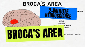 2-Minute Neuroscience: Broca