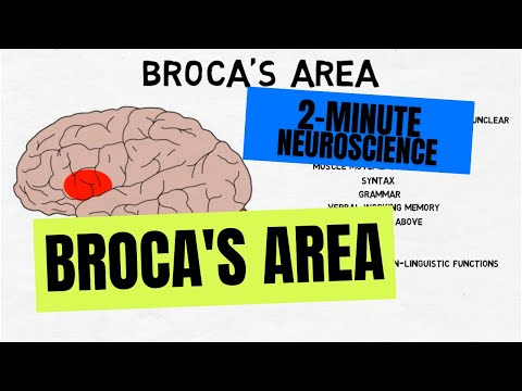 2-मिनट तंत्रिका विज्ञान: ब्रोका का क्षेत्र