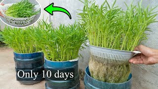 The simplest method to grow hydroponic water spinach in plastic bottles, harvested after 10 days
