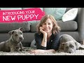 How To Introduce Your New Puppy To Other Dogs