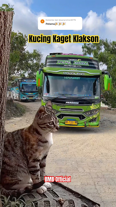 Kucing Kaget Klakson  Basuri 🤭- Bus Pradana Trans #bus #basuri #busmania #bussid
