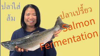 How to fermentation Salmon
