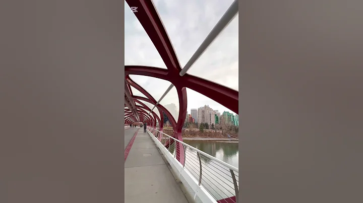 Peace Bridge in Calgary🇨🇦 #canada #calgary