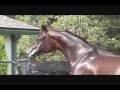 Paradise Arabians - The Stallions