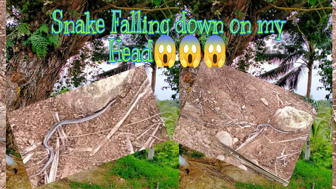 Snake who scare me last dayLarot kimirot YouTube