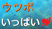 地元の和歌山産ウツボを使った串揚げ 皮がイメージしやすいのでワンポイントに考えています うつぼから揚げを春休みから釣太郎みなべ店でご提供いたします うつぼは皮面が最大の売りポイント Youtube 地元の和歌山産ウツボを使った串揚げ 皮がイメージしやすいのでワンポイントに考えています うつぼから揚げを春休みから釣太郎みなべ店でご提供いたします うつぼは皮面が最大の売りポイント Youtube
