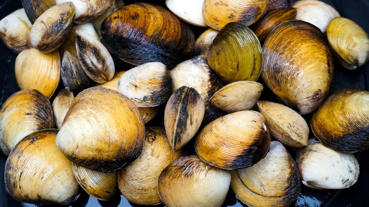 Berburu Kerang Totok Emas Di Dalam Hutan Berlumpur