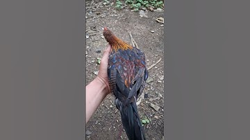 gà rừng tơ mã đỏ cho ae đây và cái kết sau khi chương trình tặng gà kết thúc vào tháng 10/2025