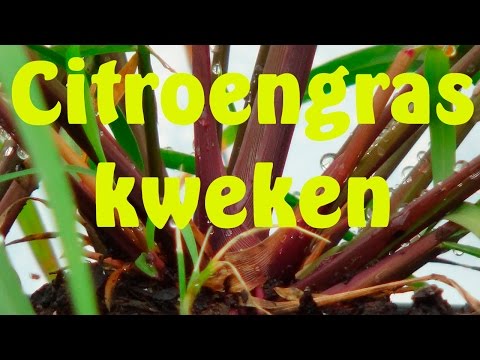 Video: Hoe Om Sitroengras By Die Huis Te Kook