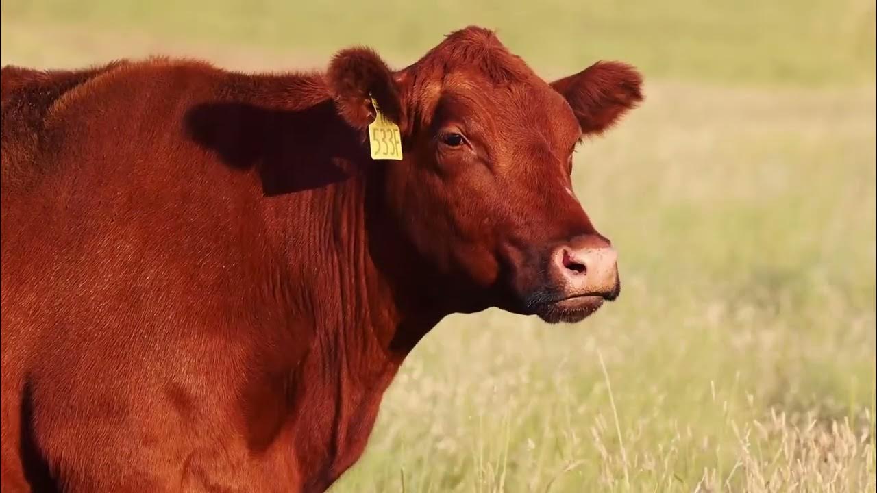 Bieber Red Angus March 2, 2023 YouTube