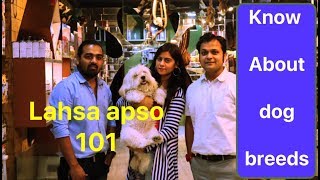 Lhasa Apso | मिलिए शिरो से (cutest lhasa apso ever) by The Dogfather India 42,567 views 4 years ago 7 minutes, 8 seconds