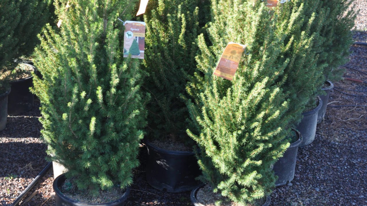 These Plants are EZ to install in 3 gal Pots