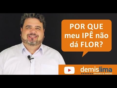 Vídeo: Por que meu lilás não floresce: razões pelas quais um arbusto lilás nunca floresce