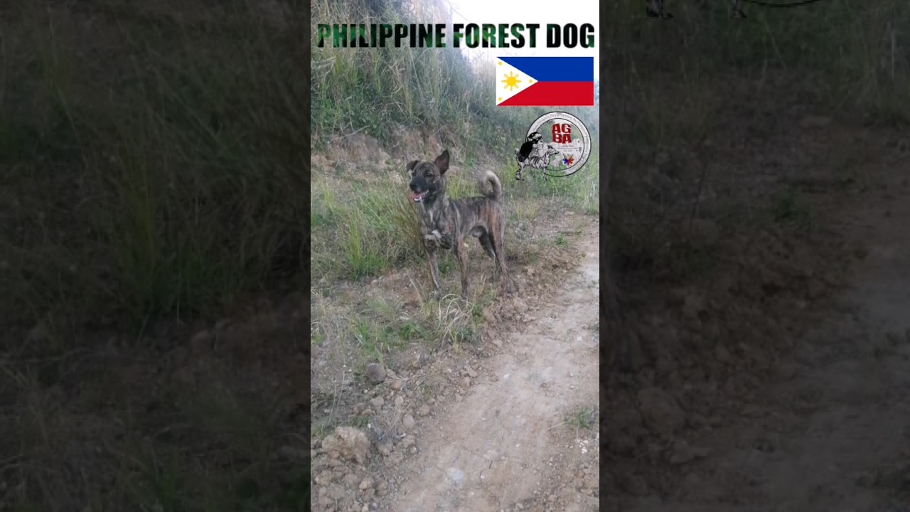 Philippine Forest Dog 
