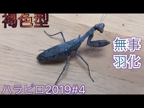 褐色型のハラビロカマキリが無事に羽化しました。 - YouTube