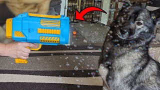 This Blows So Many Bubbles Its So Much Fun