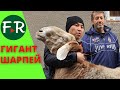 Вот это гигант! Баран по кличке Шарпей. Выше метра, больше 200 килограмм! Попробуй удержи!