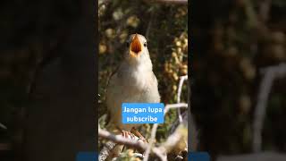Download Lagu Suara burung sawah #shorts MP3 Download Lagu Suara burung sawah #shorts MP3