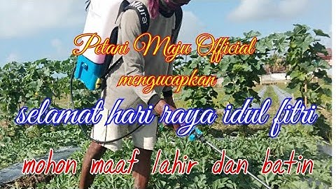 Thumbnail of penyerbukan, pangkas ranting dan pangkas pucuk semangka