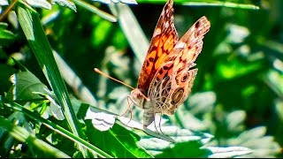 American Lady Vanessa Virginiensis Laying Eggs