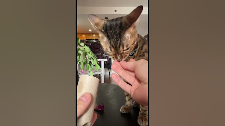 Lazy Trick to Entertain Your Cat