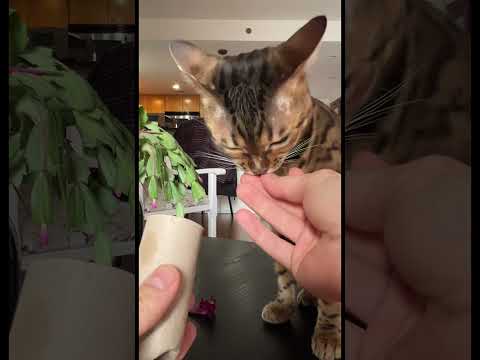 Lazy Trick to