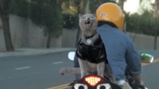 Aaron's Animals - Motorcycle Lip Dub