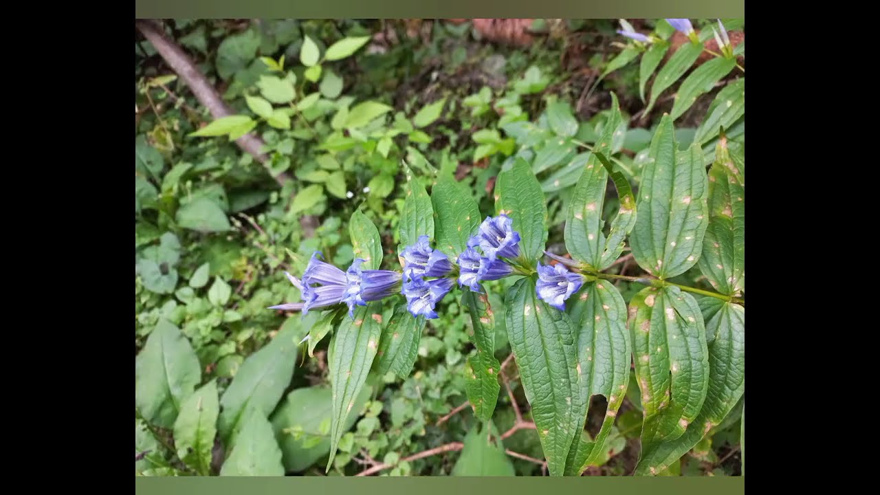 MINUNILE NATURII ÎN MUNȚII RETEZAT,  LA CASCADA 