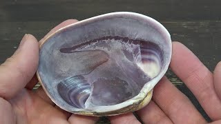 ウチムラサキ貝を磨いてみた Saxidomus purpurata Polishing