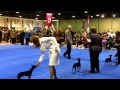 Toy Manchester Terriers - Eukanuba 2010 の動画、YouTube動画。