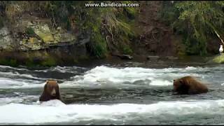 856 & 747 Interaction Brooks Falls 2017 09 14 13 59 54 695