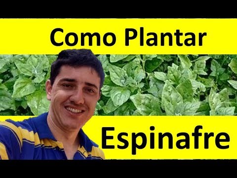 Vídeo: O espinafre é uma planta de sombra: escolhendo espinafre para jardins de sombra