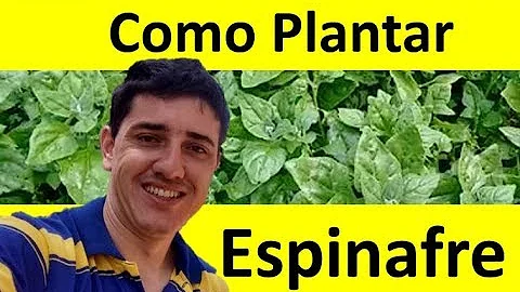 Qual a época de plantar espinafre?