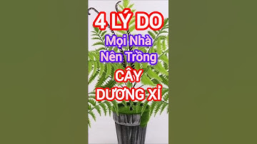 4 Lý Do Mọi Nhà Nên Trồng Cây Dương Xỉ #dinhduong #health #suckhoe
