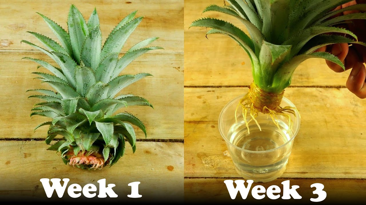 How To Regrow Pineapple From Head Episode35 YouTube