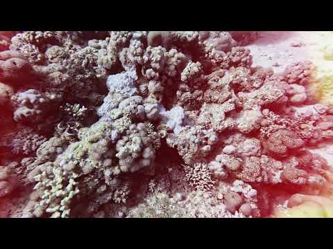 Diving Sharm El Sheikh Middle garden