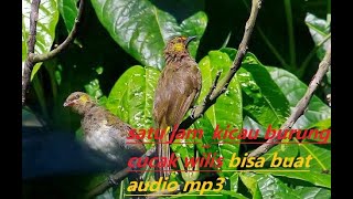 SATU JAM AUDIO KICAU BURUNG CUCAK WILIS GUNUNG BISA BUAT AUDIO MP3 #KICAUBURUNG #MASTERAN