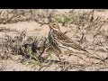 Red Throated Pipit Anthus Cervinus Red Throated Pipit Anthus Cervinus