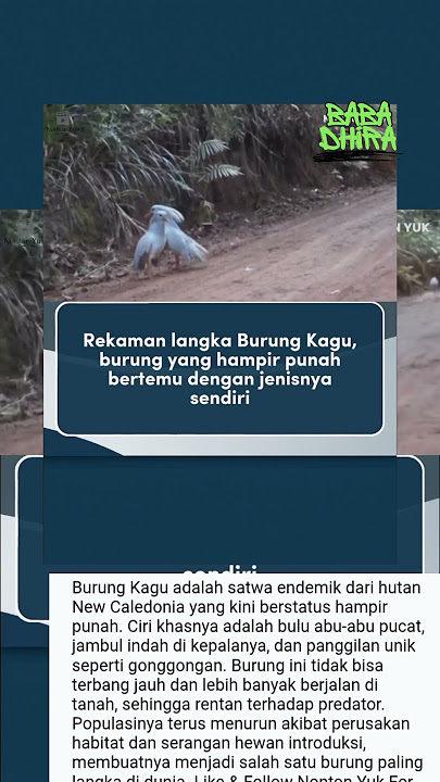 Langka Banget! Inilah Burung Kagu, Satwa Misterius dari New Caledonia!