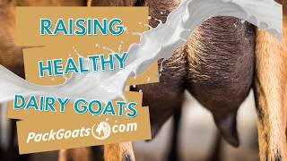 How We Raise Healthy Dairy Goats (From Birth to Milking)