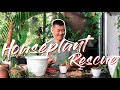 Houseplant Rescue Mission (with tour, repotting, and propagation)