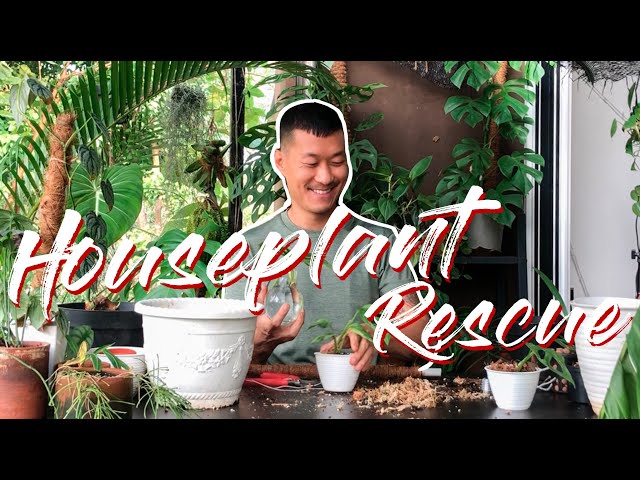 Houseplant Rescue Mission (with tour, repotting, and propagation)