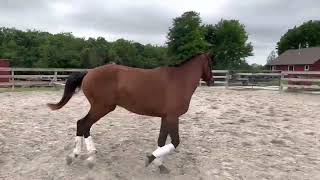 Riggs - free movement and jumping