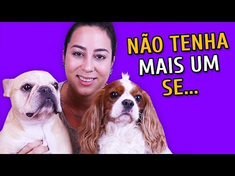 Vídeo: Em Que época Do Ano é Melhor Ter Um Cachorro?