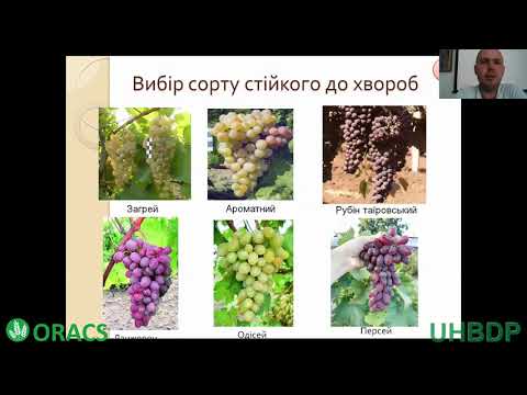 Органічне виноградарство