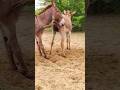 Boy enjoy with black #animals #trending #foryou