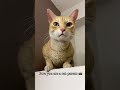 Cat parents can relate shorts viral trending