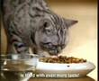 Kuklachev cats work / Whiskas comercial (4)