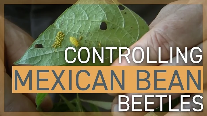 Controlling Mexican Bean Beetle