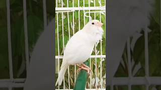 Download Lagu chant canaries singing canaris 23 تغريد الكناري MP3 Download Lagu chant canaries singing canaris 23 تغريد الكناري MP3